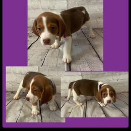 Girl 3 - Brown and white female Beagle puppy in Hollister, California from 831 Beagles