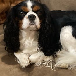 Ranger - Cavalier King Charles Spaniel