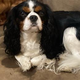 Ranger - Cavalier King Charles Spaniel