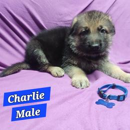Charlie (Blue) - Black and silver male German Shepherd puppy in Bedias, Texas from TiPi S Ranch's German Shepherds