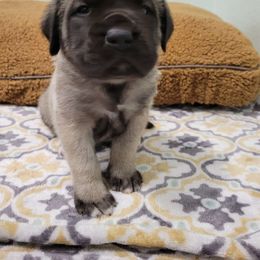 Blitzen - Fawn Mastiff puppy in Proctor, Minnesota from BFG MASTIFFS