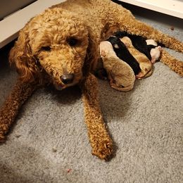 Kessel - Goldendoodle