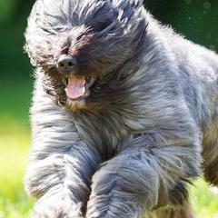 Bouvier des Flandres from Heartbreaker Bouviers