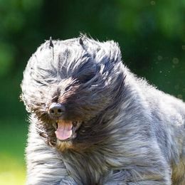 Bouvier des Flandres from Heartbreaker Bouviers