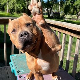 Arson - Fawn male American Bully puppy in Nebraska from Wulfsbane American Bullies