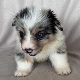 Boy 1 blue merle fluffy - Blue merle and white male American Corgi puppy in Huntington Beach, California from Gingerbread