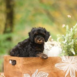 Luke - Black and tan male Cockapoo puppy in Deming, Washington from Heavenly Puppies to Love
