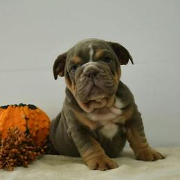 Yellow collar boy puppy 6000 - Blue tri-color male Bulldog puppy in Lewisberry, Pennsylvania from Salted Rim Corgis