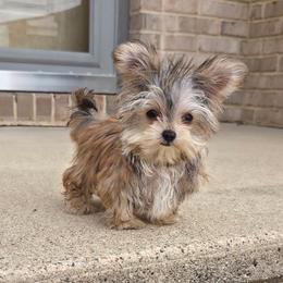 Greta MICRO TEACUP - Gold female Morkie puppy in Monticello, Iowa from Ashley’s Puppies