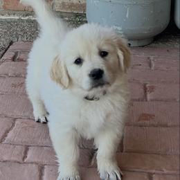 Willow - Light golden female Golden Retriever puppy in Amarillo, Texas from Bluebonnet Goldens