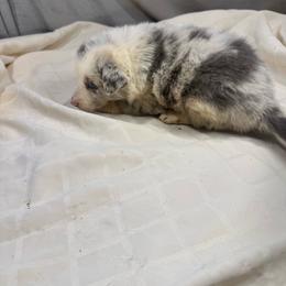 M11 - Slate merle male Border Collie puppy in Meridian, Mississippi from Border Hollow Border Collies