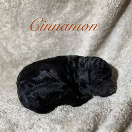 Cinnamon - Phantom female Poodle puppy in Albany, Oregon from Mount Zion Kennels