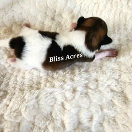 Tiny girl - Black and tan parti female Pomeranian puppy in Ponca City, Oklahoma from Bliss Acres Farm