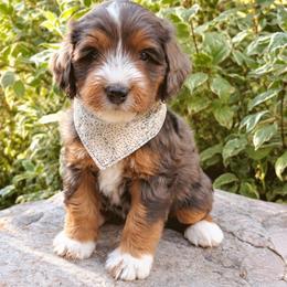 STOICK - male Australian Mountain Doodle puppy in Wellsville, Utah from Stay Golden Doodles