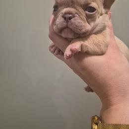 Charlie - Cream female French Bulldog puppy in Salina, Kansas from Peace Love frenchies