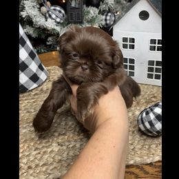 Shih Tzu Puppies from Socal Mother Of Shih Tzus