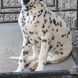 Girl 2 - White and black female Dalmatian puppy in Owosso, Michigan from Dreammaker Dalmatians
