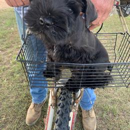 Cane Corso and Miniature Schnauzer Puppies from Brock’s Cane Corso & Miniature Schnauzers
