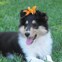 Collie and Rottweiler Puppies from Prairie Creek