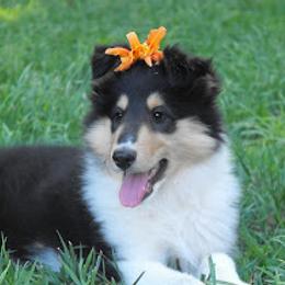 Collie and Rottweiler Puppies from Prairie Creek