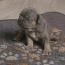 Jacob - Blue male French Bulldog puppy in Austin, Texas from ourfrenchies2yours