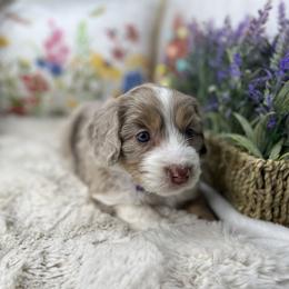 Aussiedoodle, Bernedoodle, and Goldendoodle Puppies from Little Golden Farm