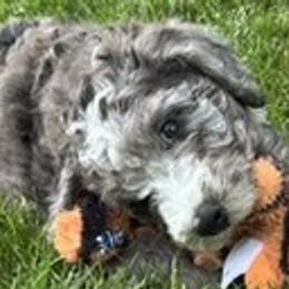 Bernedoodles from Sandra Bucher