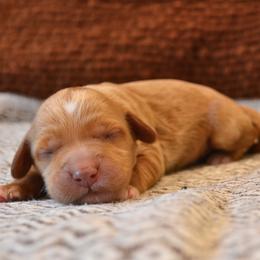 Goldendoodle Puppies from Cozy Cove Goldendoodles