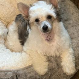 TopBrass' Girl Code 'Stevie' - Slate female Chinese Crested puppy in Auburn, Kansas from TopBrass Kennels