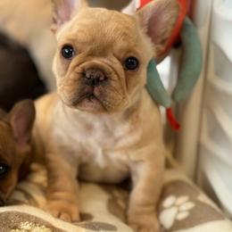 Three's Company, Chrissy Snow - Cream female French Bulldog puppy in Salem, Oregon from Toy House Frenchies