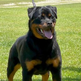 Ismae - Rottweiler