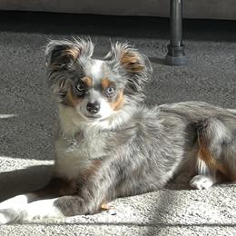 Toy Australian Shepherds from Teeny Tiny Treasures - Aussies of the Toy Variety