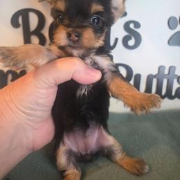 Eden t cup - Black and tan female Yorkshire Terrier puppy in Clermont, Florida from Bella's Prissy Butts