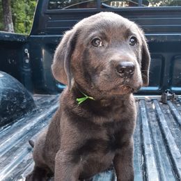Dilute Retrievers from Ellendale Labradors