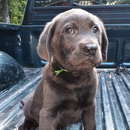 Dilute Retrievers from Ellendale Labradors