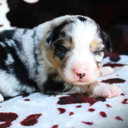 Ice - Blue merle male Miniature Australian Shepherd puppy in Ixonia, Wisconsin from Hunt N Oaks