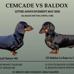 Raven - Black and tan male Dachshund puppy in Richmond, Kentucky from Cemcade Dachshunds