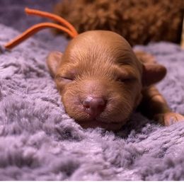 Goldendoodle Puppies from Simply Mini Goldendoodles