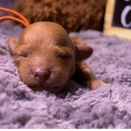 Goldendoodle Puppies from Simply Mini Goldendoodles