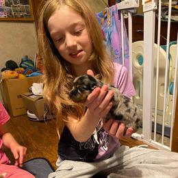 DAISY CKC REGISTERED FULL RIGHTS - Dapple female Dachshund puppy in Elizabethtown, Kentucky from Teeny Tiny Puppy Tails