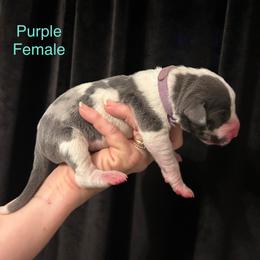 Lavender Collar - Harlequin female Great Dane puppy in Carencro, Louisiana from Halsey Danes