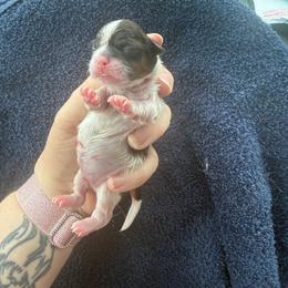 Boy 3 - Red and white male Shih Tzu puppy in Berkeley Springs, West Virginia from Sandridge Shih Tzus