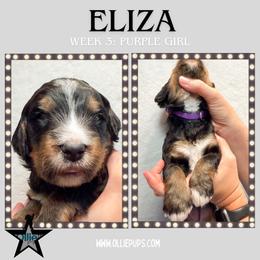 Eliza (Purple collar) - Tri-color female Bernedoodle puppy in Boiling Springs, South Carolina from OlliePups, LLC
