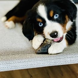 Miniature Australian Shepherd Puppies from Iris’ Island Oasis