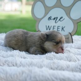 Emma - Orange sable female Pomeranian puppy in Bethel, Ohio from J&A Poms