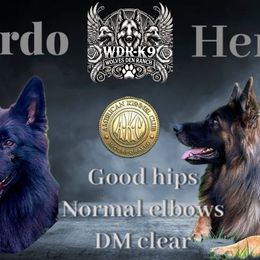 German Shepherd puppies from Wolves Den Ranch