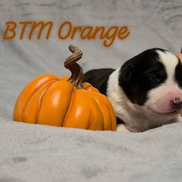 Boy 1 - Black tri-color male Australian Shepherd puppy in Palm Coast, Florida from Calypso Chow Chows and Australian Shepherds