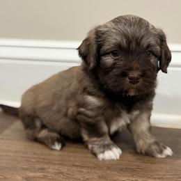 Sable male - Silver sable male Havanese puppy in Douglas, Georgia from Huffer Hounds and Havanese