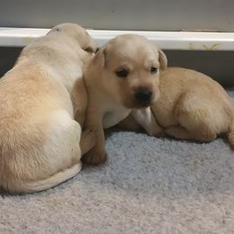 Labrador Retriever Puppies from Heartride Labradors
