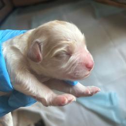 First born - Gold and white male Cavatzu puppy in Turlock, California from Charming Woofs